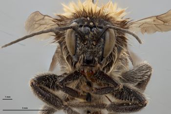 Media type: image;   Entomology 803570 Aspect: head frontal view